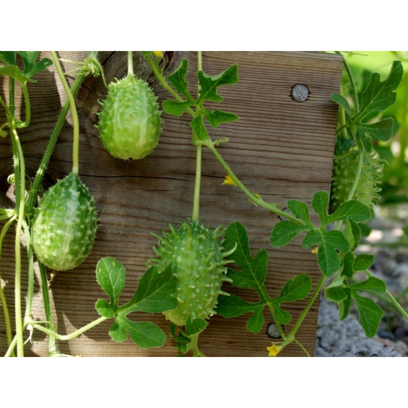 Semillas Pepinillo, Pepino Del Monte, Pepino Silvestre | Seeds Shop Store
