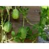Semillas Pepinillo, Pepino Del Monte, Pepino Silvestre | Seeds Shop Store