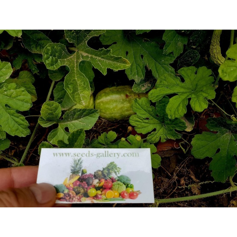 Semillas Pepinillo, Pepino Del Monte, Pepino Silvestre | Seeds Shop Store