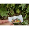 Semillas Pepinillo, Pepino Del Monte, Pepino Silvestre | Seeds Shop Store