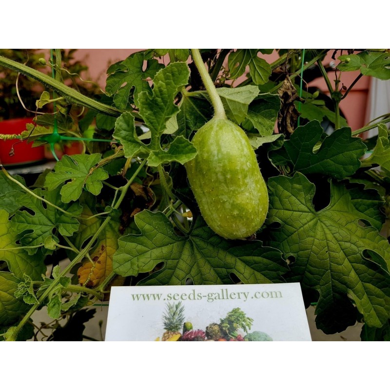 Semillas Pepinillo, Pepino Del Monte, Pepino Silvestre | Seeds Shop Store