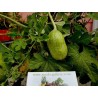 Semillas Pepinillo, Pepino Del Monte, Pepino Silvestre | Seeds Shop Store