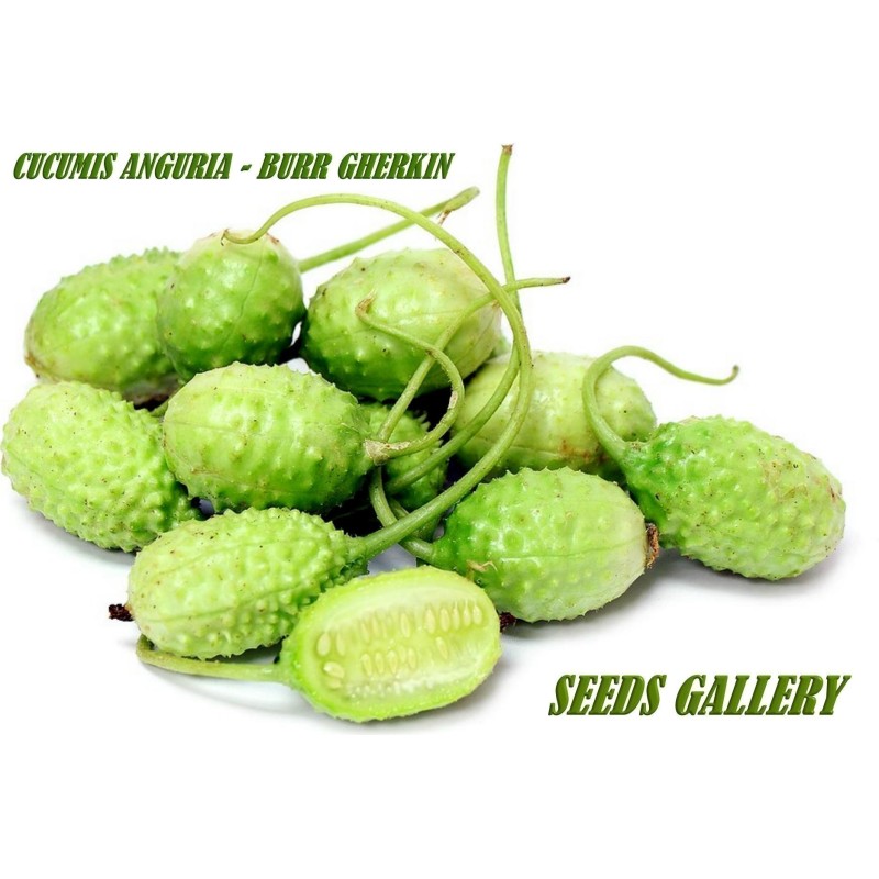 Semillas Pepinillo, Pepino Del Monte, Pepino Silvestre | Seeds Shop Store