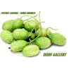Semillas Pepinillo, Pepino Del Monte, Pepino Silvestre | Seeds Shop Store