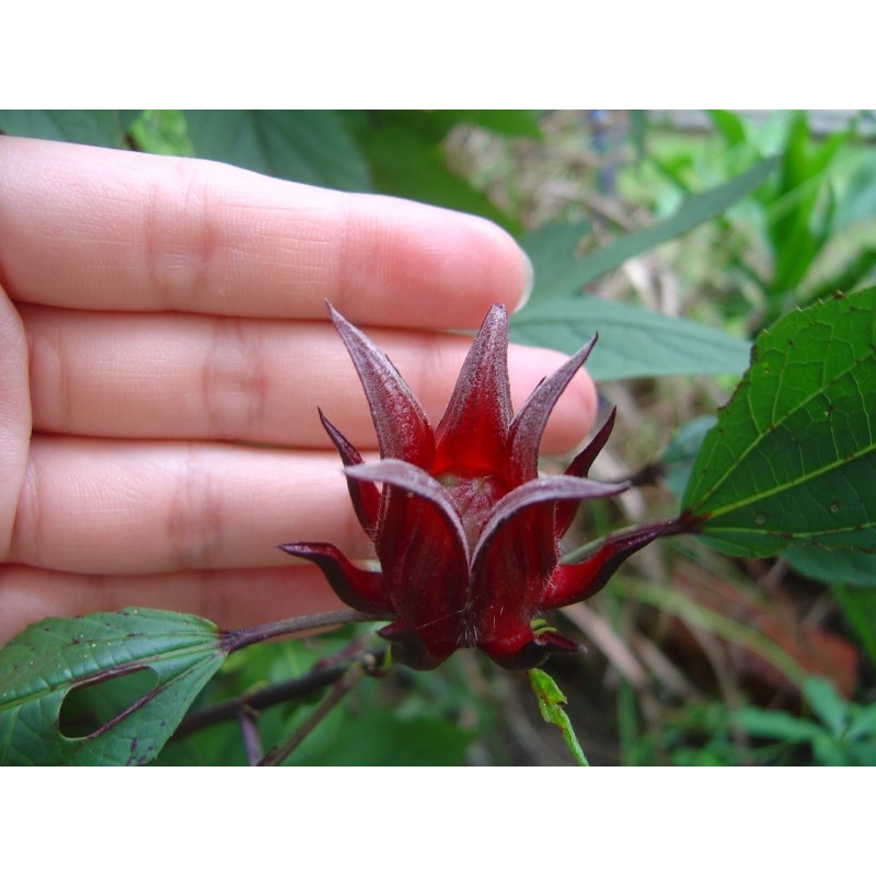 Seemillas Rosa de Jamaica (Hibiscus sabdariffa) | Seeds Shop Store