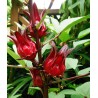 Seemillas Rosa de Jamaica (Hibiscus sabdariffa) | Seeds Shop Store