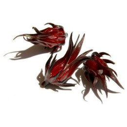 Sementes Vinagreira, Caruru-Azedo (Hibiscus sabdariffa) - 322.546331