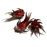 Seemillas Rosa de Jamaica (Hibiscus sabdariffa) | Seeds Shop Store