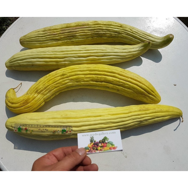 Armenian Yard Long Cucumber Seeds | Seeds Shop Store