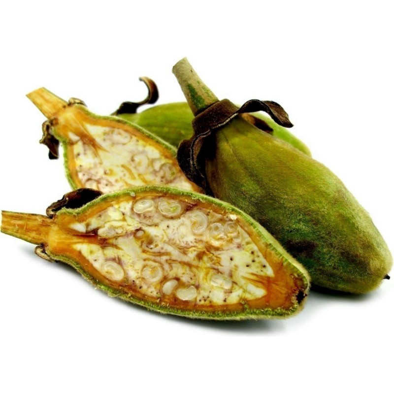 Semillas de Baobab (Adansonia digitata) | Seeds Shop Store
