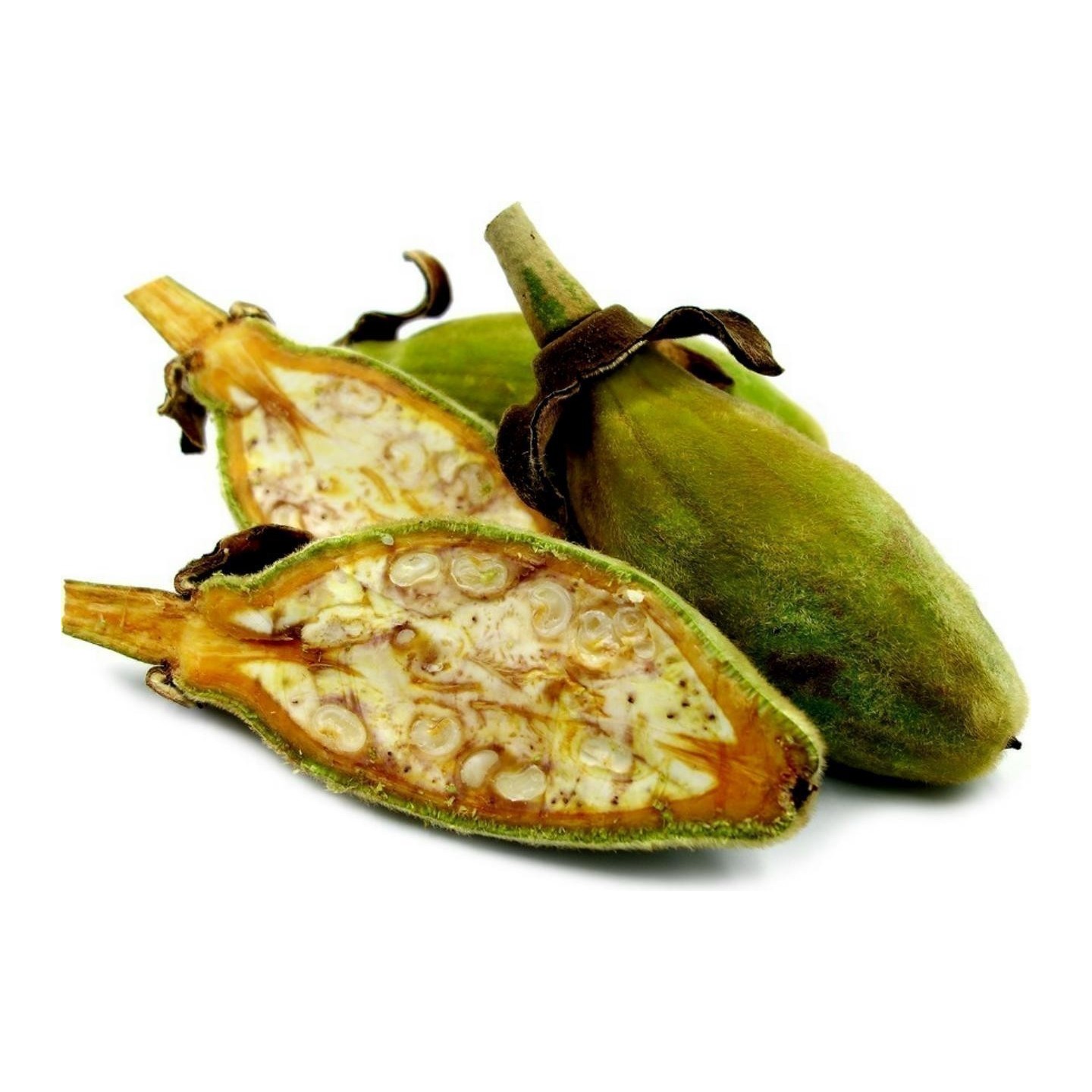 Semillas de Baobab (Adansonia digitata) - 293.223938