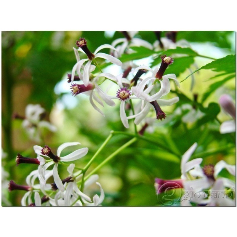 Semillas de Nim, Margosa o Lila India (Azadirachta indica) | Seeds Shop Store