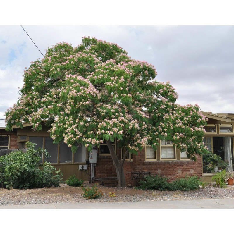 Seidenbaum, Seidenakazie, Schlafbaum Samen (Albizia julibrissin) | Seeds Shop Store