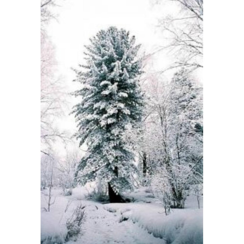 Samen Sibirische Zeder (pinus sibirica) | Seeds Shop Store