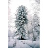 Samen Sibirische Zeder (pinus sibirica) | Seeds Shop Store