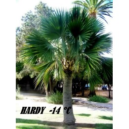 Bermuda Palmetto, Bibby-tree Seeds frost-tolerant -14 °C - 234.57915