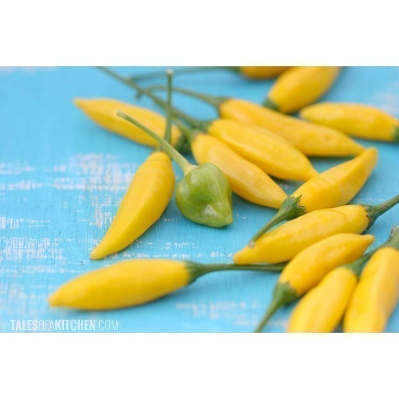 Chili Tabasco gelb Samen | Seeds Shop Store