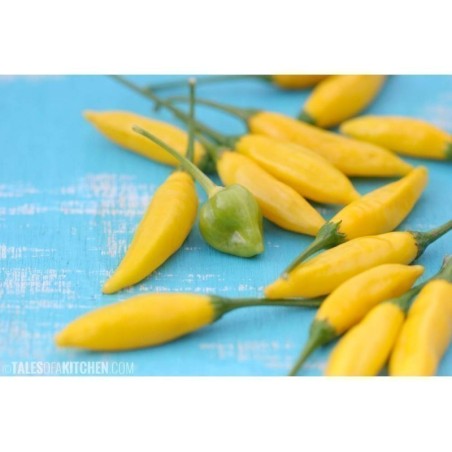 Chili Tabasco gelb Samen | Seeds Shop Store
