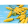 Chili Tabasco gelb Samen | Seeds Shop Store
