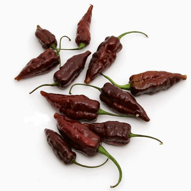 Sementes de Pimenta "Fatali Chocolate" | Seeds Shop Store