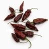 Sementes de Pimenta "Fatali Chocolate" | Seeds Shop Store