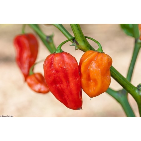 Habanero Devil's Tongue Red Seeds | Seeds Shop Store