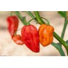 Habanero Devil's Tongue Red Seeds | Seeds Shop Store