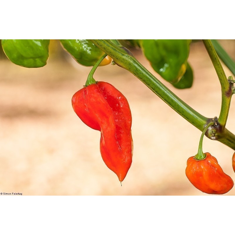 Habanero Devil's Tongue Red Seeds | Seeds Shop Store