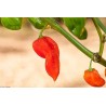 Habanero Devil's Tongue Red Seeds | Seeds Shop Store