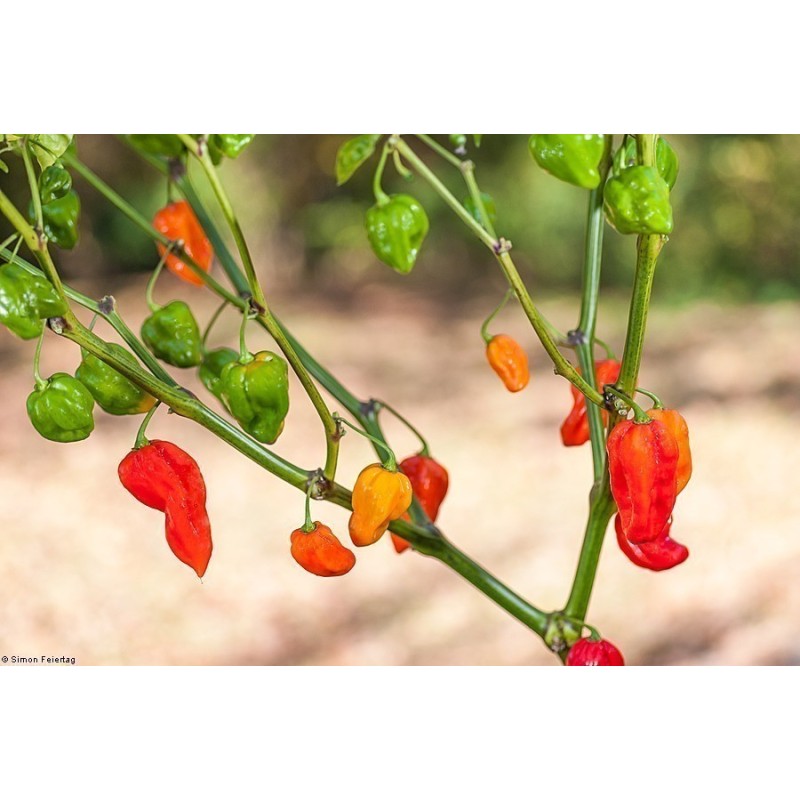 Habanero Devil's Tongue Red Seeds | Seeds Shop Store