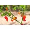 Habanero Devil's Tongue Red Seeds | Seeds Shop Store