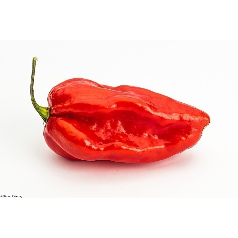 Habanero Devil's Tongue Red Seeds | Seeds Shop Store