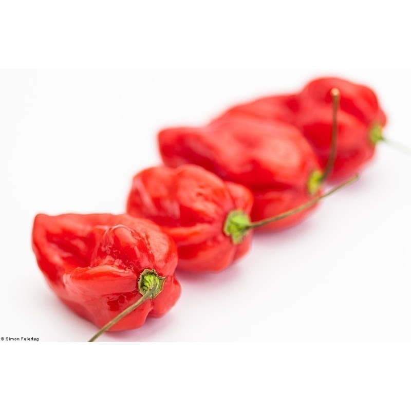 Habanero Devil's Tongue Red Seeds | Seeds Shop Store