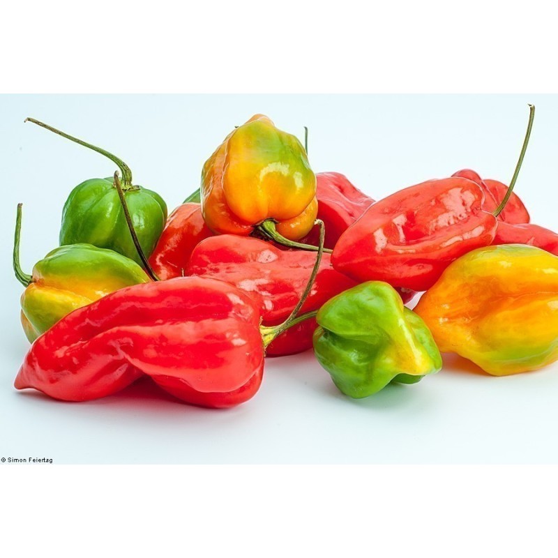 Habanero Devil's Tongue Red Seeds | Seeds Shop Store