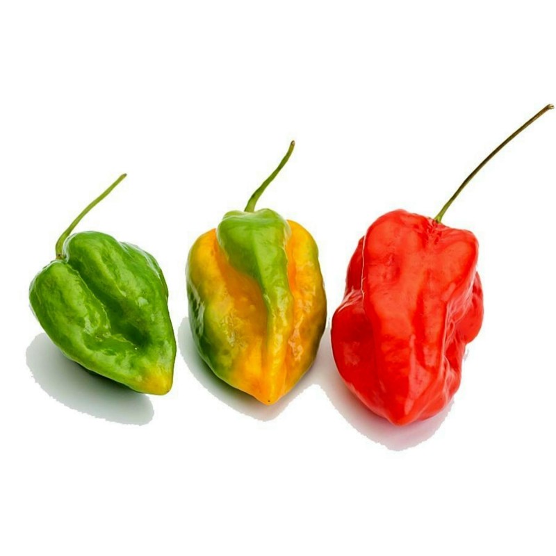 Habanero Devil's Tongue Red Seeds | Seeds Shop Store