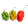 Habanero Devil's Tongue Red Seeds | Seeds Shop Store