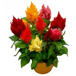 Celosia argentea Seeds Mix - 228.714671