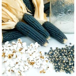 Graines Maïs bleu pour popcorn - 299.088416