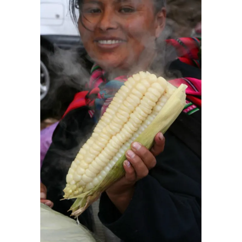 World's Largest Giant Corn Cuzco - Cusco | Seeds Shop Store