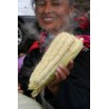 World's Largest Giant Corn Cuzco - Cusco | Seeds Shop Store