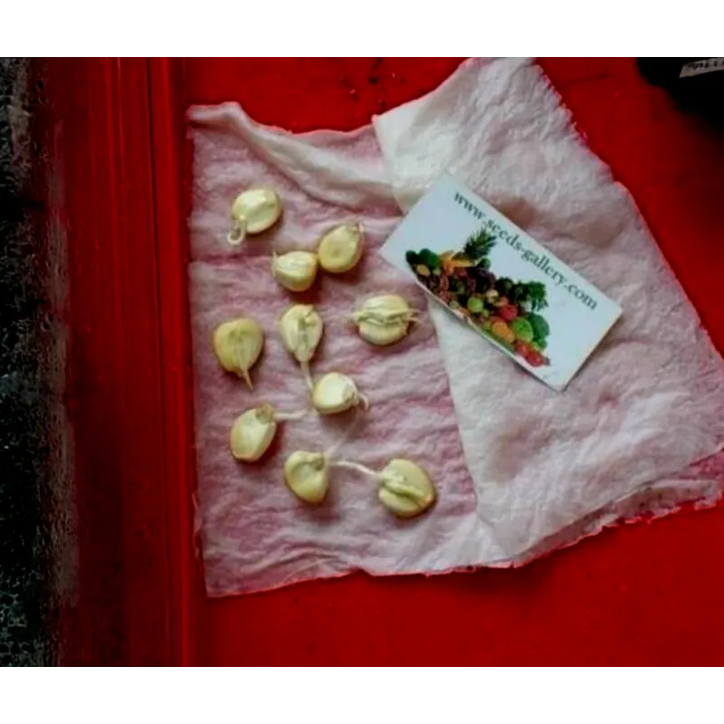 World's Largest Giant Corn Cuzco - Cusco | Seeds Shop Store