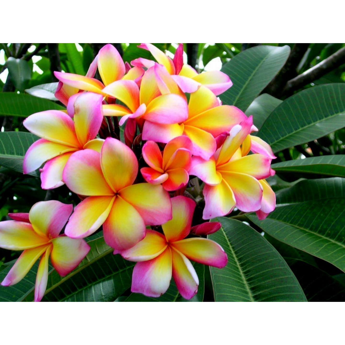 Plumeria Seeds Orange Spender | Heirloom, organic & exotic seeds