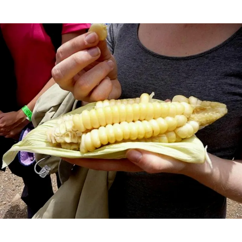 World's Largest Giant Corn Cuzco - Cusco | Seeds Shop Store