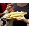 World's Largest Giant Corn Cuzco - Cusco | Seeds Shop Store