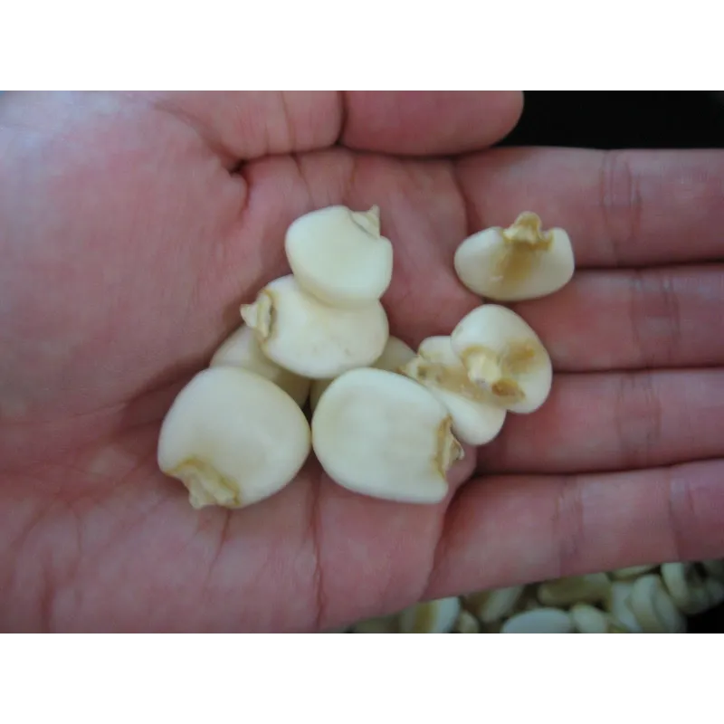 World's Largest Giant Corn Cuzco - Cusco | Seeds Shop Store