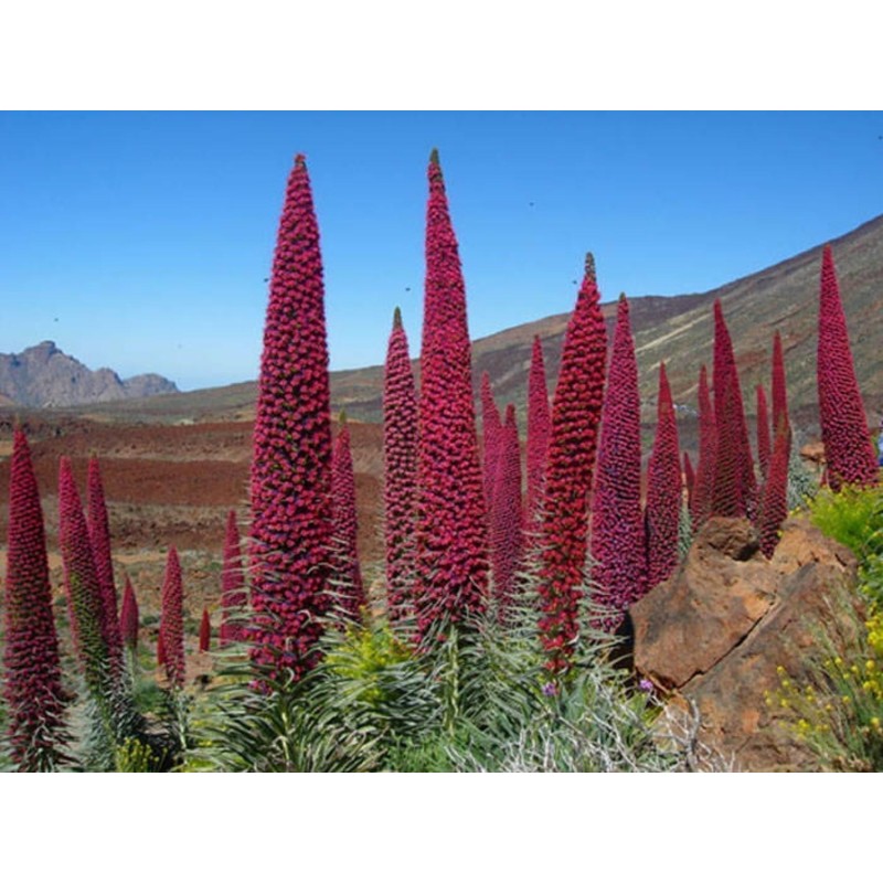 Semi di Viperina di Tenerife rosso (Echium wildpretii) | Seeds Shop Store