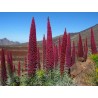 Semi di Viperina di Tenerife rosso (Echium wildpretii) | Seeds Shop Store