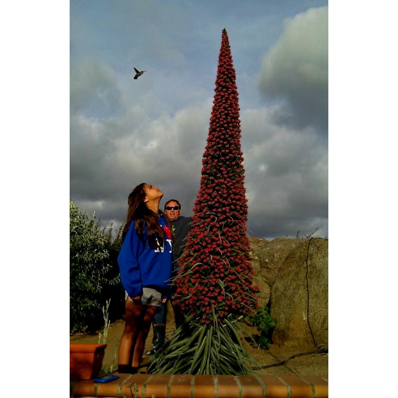Semi di Viperina di Tenerife rosso (Echium wildpretii) | Seeds Shop Store