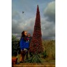 Semi di Viperina di Tenerife rosso (Echium wildpretii) | Seeds Shop Store