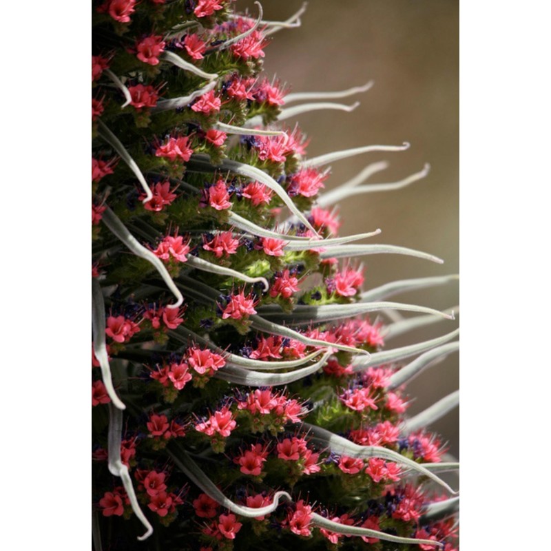 Semi di Viperina di Tenerife rosso (Echium wildpretii) | Seeds Shop Store